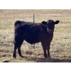 Image 13 : TNT Cattle Co. Ltd. - 500# October Delivery Steer Calves - 95 Head (Manyberries, AB)