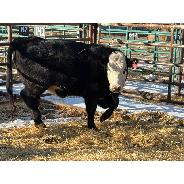 A & J Farming - 2 Bred Heifers (Pen 140)
