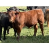 Image 4 : Jordan, Beau & Tom Jackson - 640# October Delivery Steer Calves - 95 Head (Sundre, AB)