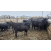 Image 7 : Franz Land & Cattle - 760# March Delivery Heifers - 98 Head (Medicine Hat, AB)