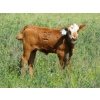 Image 6 : Colter Malloy - 540# November Delivery Steer Calves - 80 Head (Pollockville, AB)