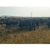 Image 5 : 007 Livestock Feeders - 980# June Delivery Steers - 240 Head (Elgin, MB)
