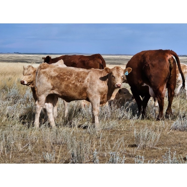 Logan Brothers (Rod, Barry & Bruce) - 600# Heifer Calves - 80 Head (Oyen, AB)