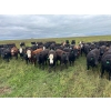 Image 2 : G & B Farms - 910# Sept/Oct Delivery Grass Heifers - 64 Head (Deloraine, MB) VBP+