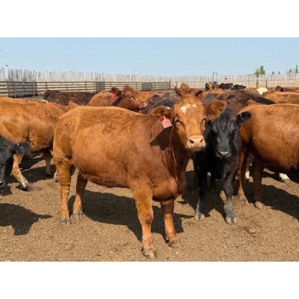 Greg Trewin - 1025# October Delivery Heifers - 122 Head (Coulter, MB)