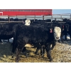 Image 2 : Kris Springer - 50 November Delivery Black Angus X Bred Heifers (Foam Lake, SK)