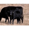 Image 4 : Darren & Tamara Schultz - 510# October Delivery Steer Calves - 60 Head (Bashaw, AB)