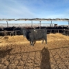 Image 4 : Idaho Dairies/Ranches - 54 Mixed (Burley, ID)