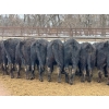 Image 5 : Little Rainbow Ranch - 750# May Delivery Heifers - 162 Head (Moosomin, SK)