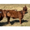Image 2 : Misty Ridge Ranch - 675# November Delivery Steer Calves - 85 Head (Delia, AB)