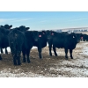 Image 10 : Sturgeon River Ranch - 800# March Delivery Steers - 200 Head (Rockyford, AB)