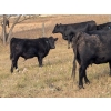 Image 4 : 6R Farms - 690# October Delivery Steer Calves - 155 Head (Stettler, AB)