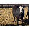 Image 10 : Jarokosky Farms - 800# March/April Delivery Heifers - 25 Head (Lethbridge, AB)