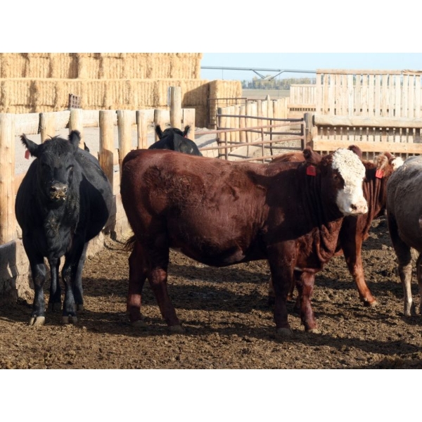 B&B Feeders - 925# October Delivery Heifers - 68 Head (Coaldale, AB)