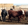 Image 1 : B&B Feeders - 925# October Delivery Heifers - 68 Head (Coaldale, AB)