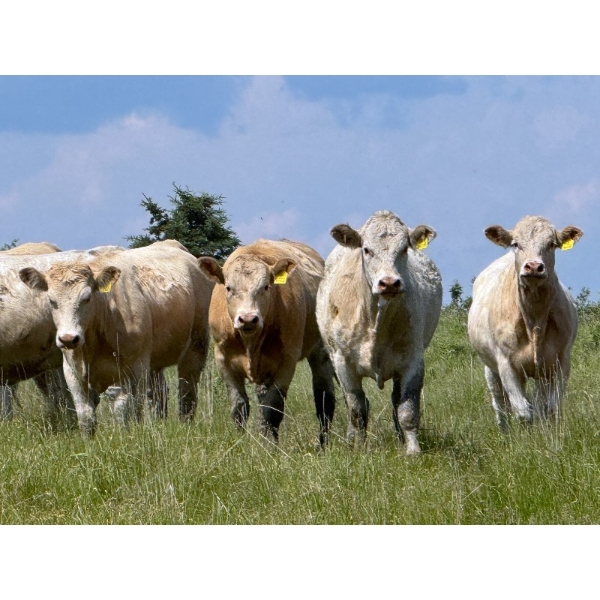 Midpoint Farms - 1025# October Delivery Grass Heifers - 120 Head (Drayton Valley, AB)