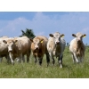 Image 1 : Midpoint Farms - 1025# October Delivery Grass Heifers - 120 Head (Drayton Valley, AB)