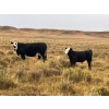 Image 2 : Monty & Corey Arendt - 625# Oct/Nov Delivery Steer Calves - 53 Head (Ravenscrag, SK)