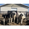 Image 3 : Eagle Creek Colony - 725# August Delivery Holstein Steers - 10 Head (Asquith, SK)