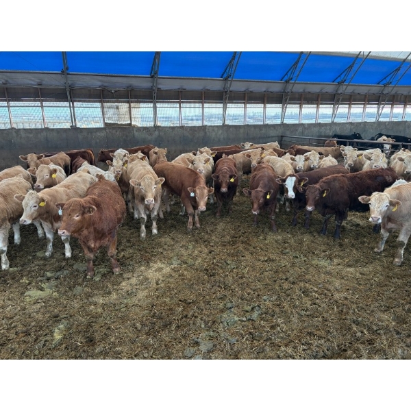 ES Cattle Company - 1000# May Delivery Steers - 62 Head (Eaglesham, AB)