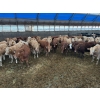 Image 1 : ES Cattle Company - 1000# May Delivery Steers - 62 Head (Eaglesham, AB)