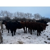 Image 7 : Chris Bartel - 900# March Delivery Heifers - 70 Head (Fort Vermilion, AB)