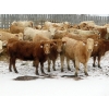 Image 3 : Valley Choice Land & Cattle Co. - 46 November Delivery Charolais X 2nd Calvers (Moosomin, SK)