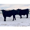 Image 4 : Sturgeon River Ranch - 675# March Delivery Steers - 90 Head (Rockyford, AB)