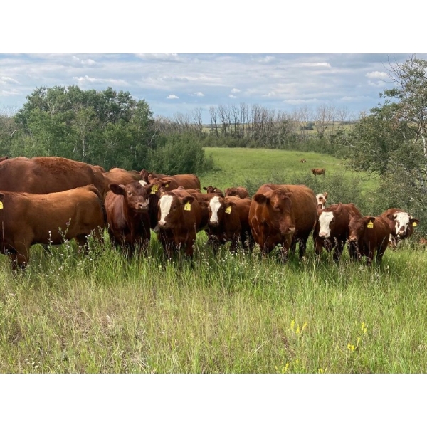 Thorson Cattle Co. - 700# November Delivery Steer Calves - 55 Head (Hays, AB)