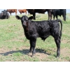 Image 4 : Circus Coulee Cattle - 550# November Delivery Steer Calves - 100 Head (Dorothy, AB)