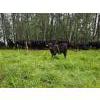 Image 15 : Vandenhoven Farms - 650# November Delivery Steer Calves - 95 Head (Rimbey, AB) VBP+