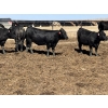 Image 6 : Birch Island Land & Cattle - 725# May Delivery Heifers - 81 Head (Rhein, SK)