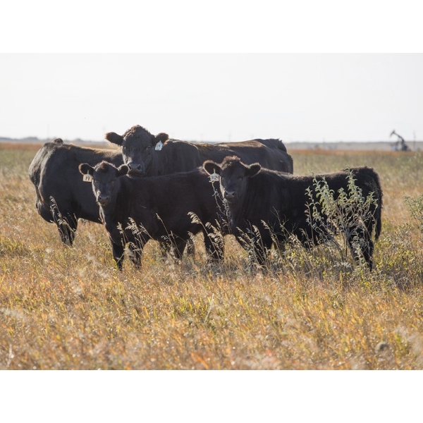 Tica Holdings Ltd. - 675# November Delivery Steer Calves - 90 Head (Midale, SK)