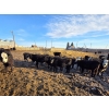 Image 6 : Franz Land & Cattle - 840# March Delivery Heifers - 75 Head (Medicine Hat, AB)
