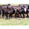 Image 4 : Calvin Rydzik - 625# November Delivery Steer Calves - 100 Head (Glenavon, SK)