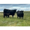 Image 2 : Dot Bar Dot Ranch - 575# November Delivery Steer Calves - 100 Head (Fox Valley, SK)