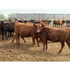 Image 8 : Roseburn Ranches - 980# October Delivery Heifers - 175 Head (High River, AB)