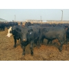 Image 2 : 007 Livestock Feeders - 980# June Delivery Steers - 240 Head (Elgin, MB)