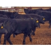 Image 5 : Saddle Ridge & S-S Ranch - 550# October Delivery Steer Calves - 110 Head (Strathmore, AB)