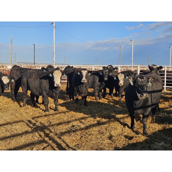 Spruceville Cattle Co. - 20 BLK Heifers (Pen 612-608)