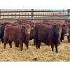 Image 1 : Meyer Cattle Inc. - 650# December Delivery Weaned Heifers - 95 Head (Lethbridge, AB)