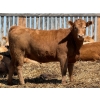 Image 7 : Merlin Torkelson - 925# June Delivery Heifers - 100 Head (Duchess, AB)