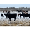 Image 6 : Franklin Cattle Co. - 650# February Delivery Heifers - 140 Head (Grenfell, SK)