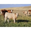 Image 2 : Logan Brothers (Rod, Barry & Bruce) - 710# October Delivery Steer Calves - 80 Head (Oyen, AB)