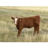 Image 5 : Evans Family (Gary, Carla & Keith) - 585# November Delivery Heifer Calves - 85 Head (Bassano, AB)