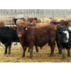Image 2 : Rice Farms - 965# Dec/Jan Delivery Weaned Steers - 62 Head (Lacombe, AB)