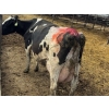 Image 4 : Idaho Dairies/Ranches - 26 Cows (Burley, ID)