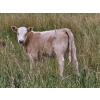 Image 5 : J&E Farms Ltd. - 620# November Delivery Heifer Calves - 80 Head (Tilley, AB)
