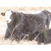 Image 10 : Sybouts Lake Farms Ltd. - 550# March Delivery Steers - 80 Head (Gladmar, SK)