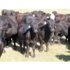 Image 2 : L & J Ranch - 640# October Delivery Steer Calves - 58 Head (Harptree, SK)